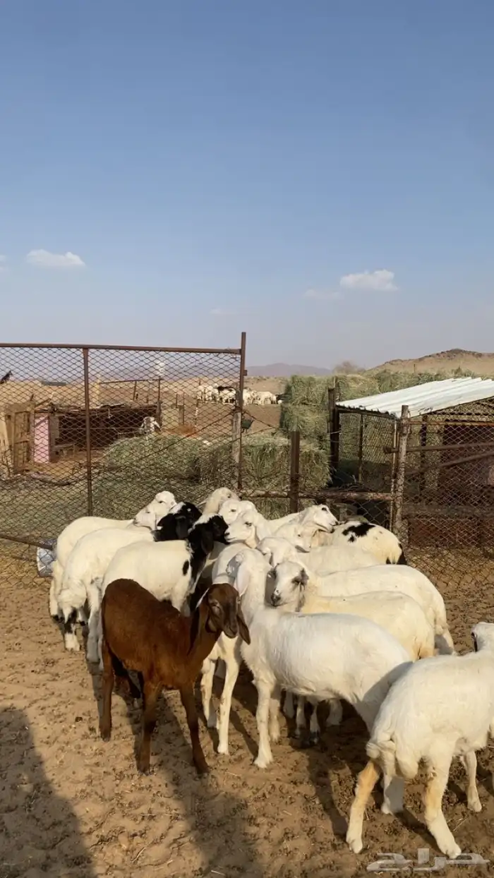 طليان و رخال كفو 1