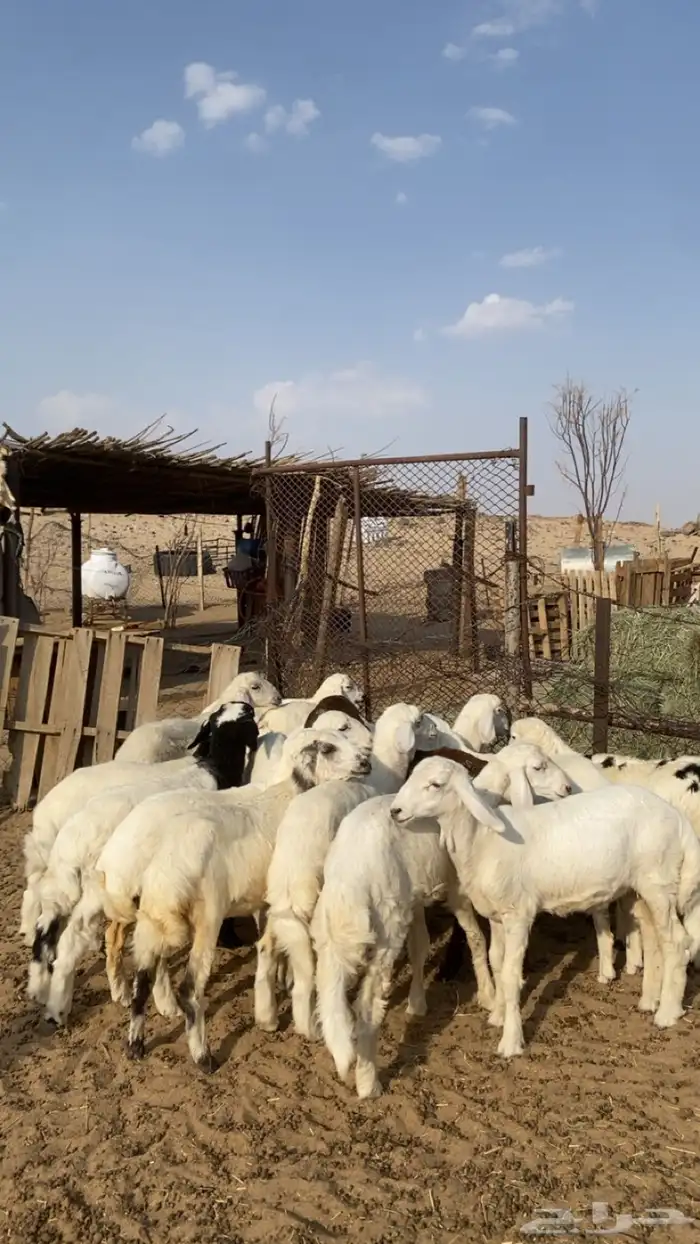 طليان و رخال كفو 6