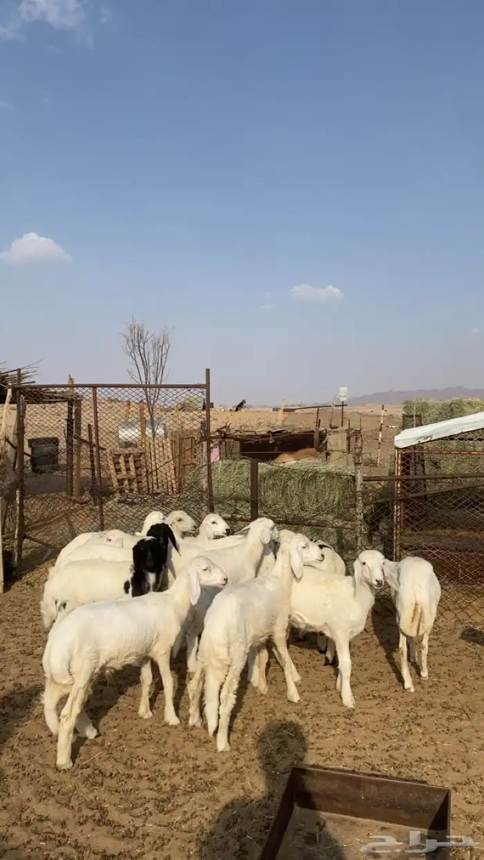 طليان و رخال كفو 2