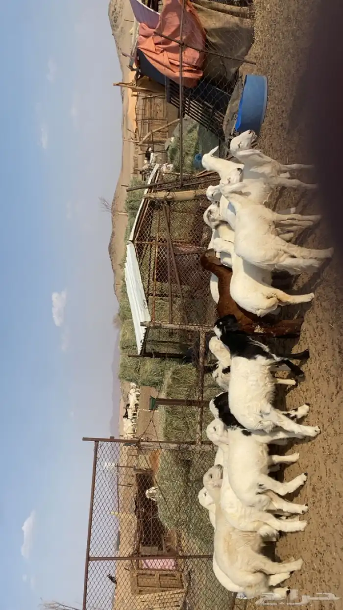 طليان و رخال كفو 5