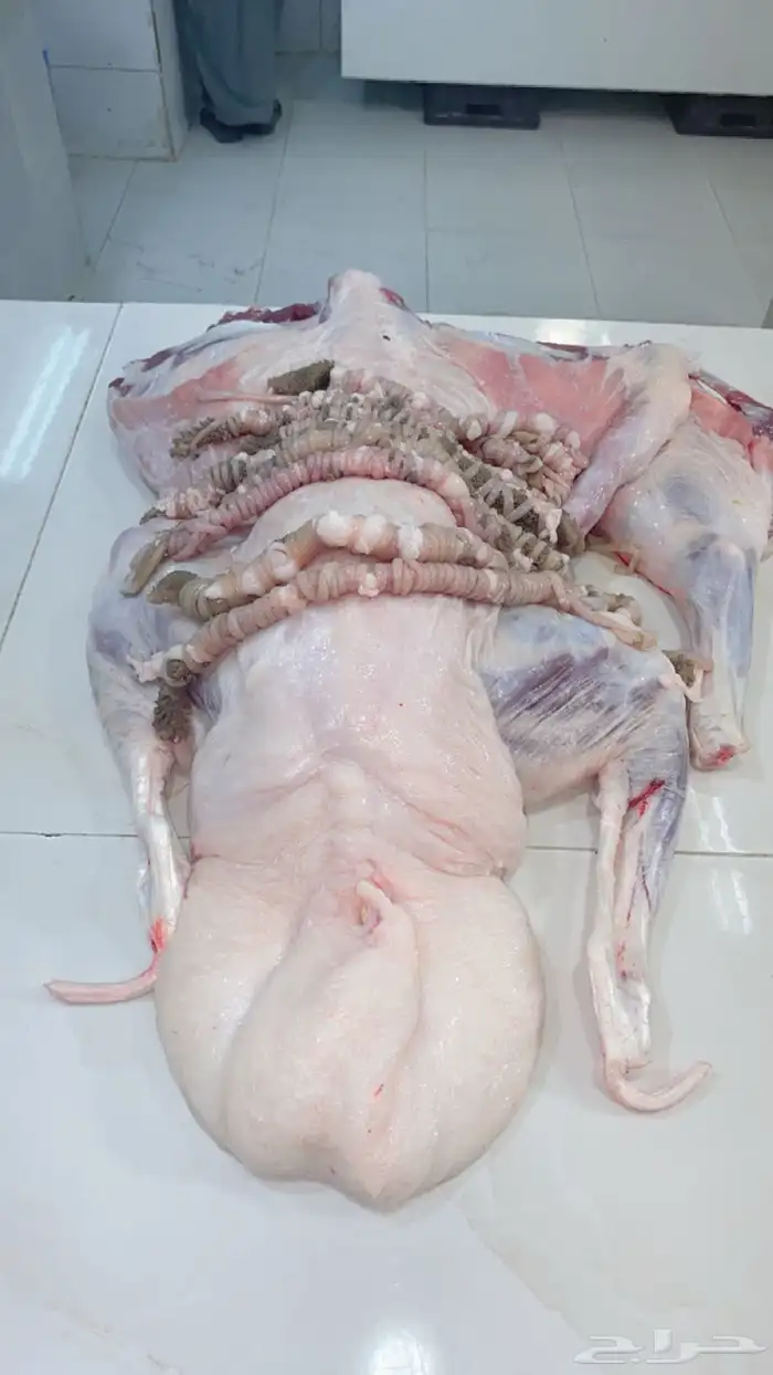 ملحمة ابو فيصل 9