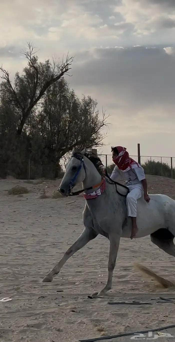 حصان سباقات بطل 3