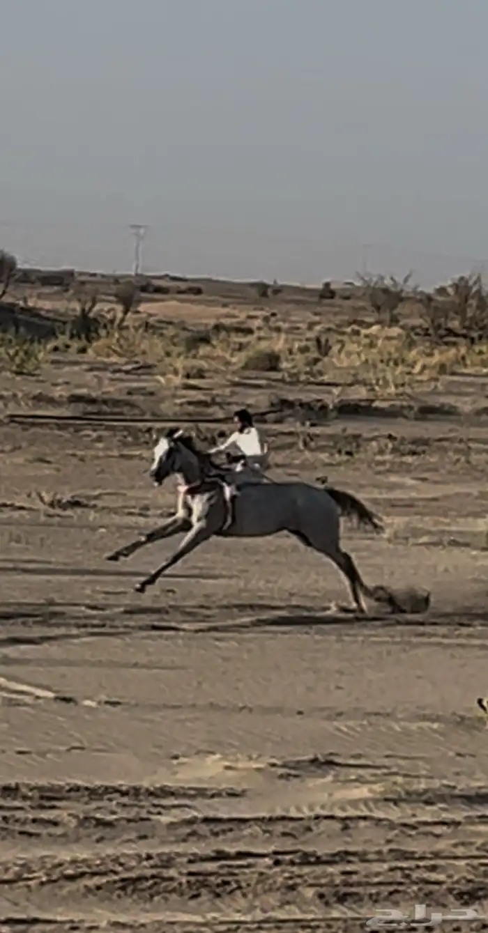 حصان سباقات بطل 10