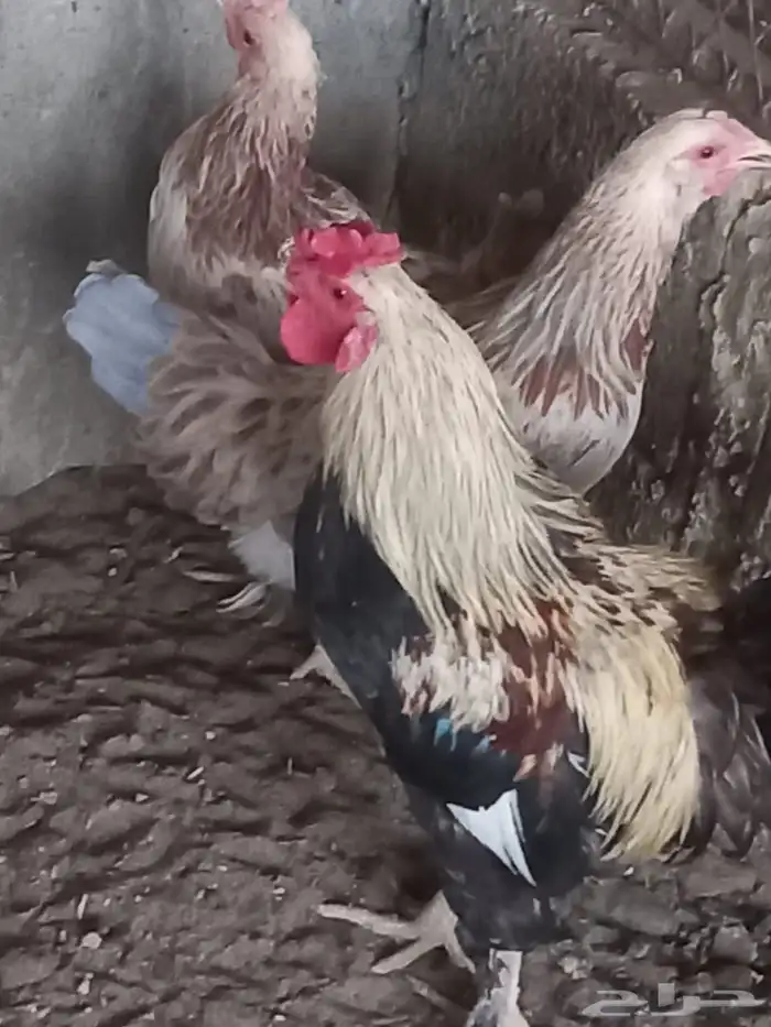 دجاج ترث للبيع 5