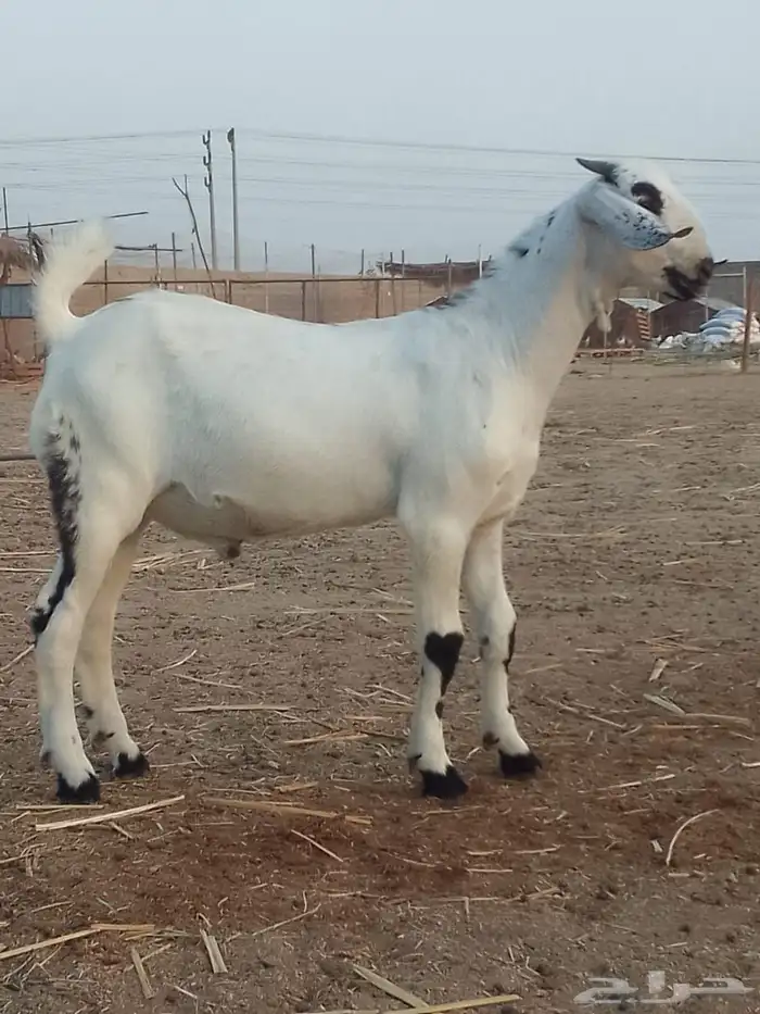مشروع فحل بيشي صنف الصنف 0