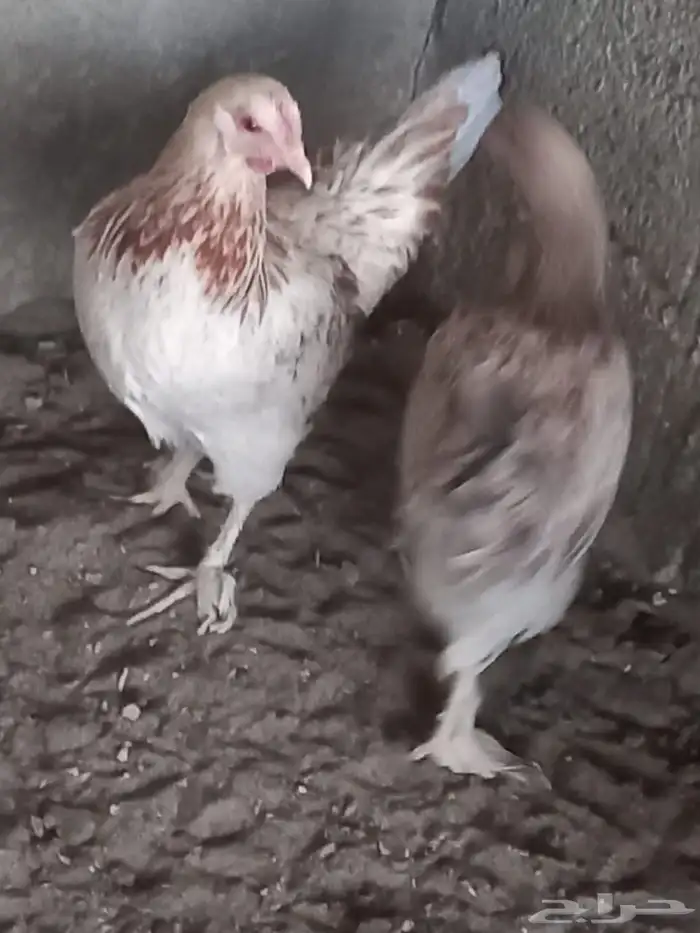 دجاج ترث للبيع 4