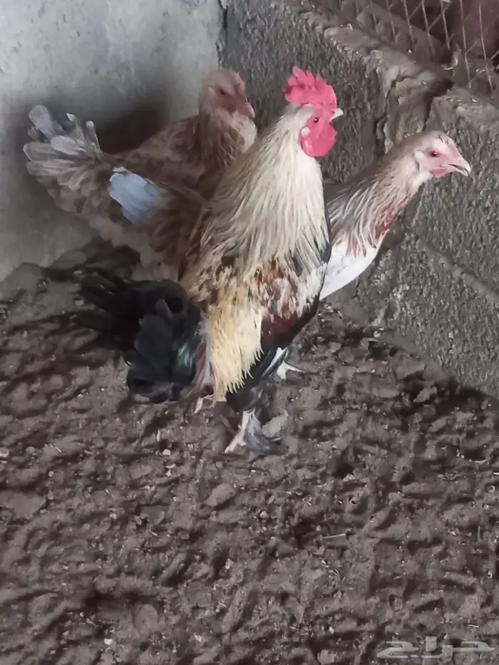 دجاج ترث للبيع 3