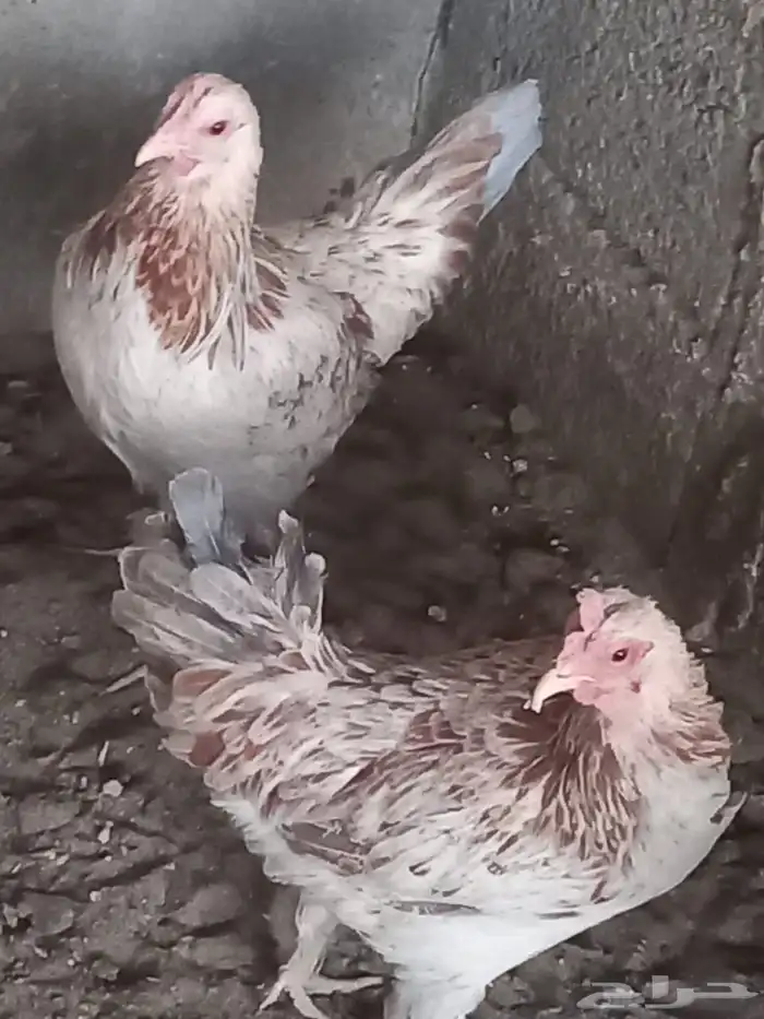 دجاج ترث للبيع 2