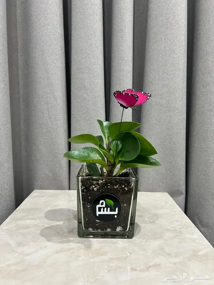 نباتات داخلية المدينة المنوره 6