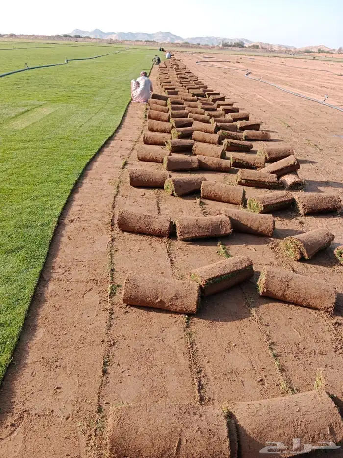 نجيله عشب طبيعي و زراعة وحدائق 51