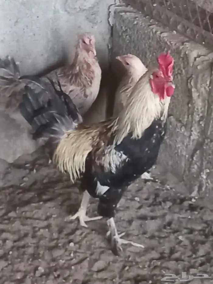 دجاج ترث للبيع 0