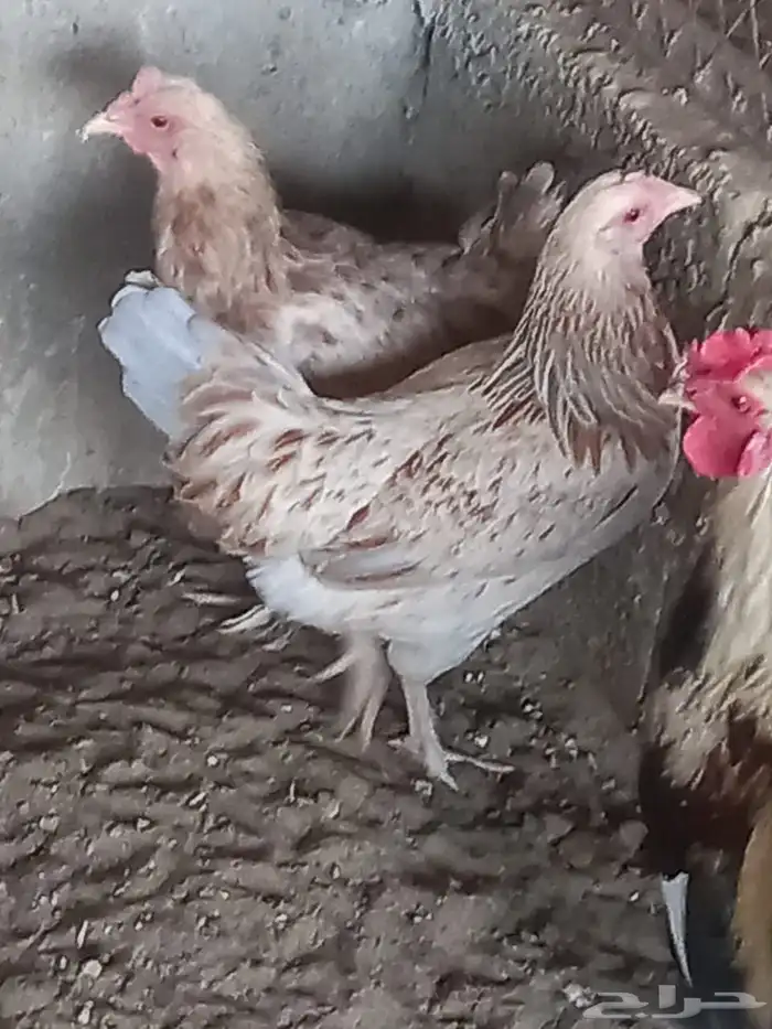 دجاج ترث للبيع 1
