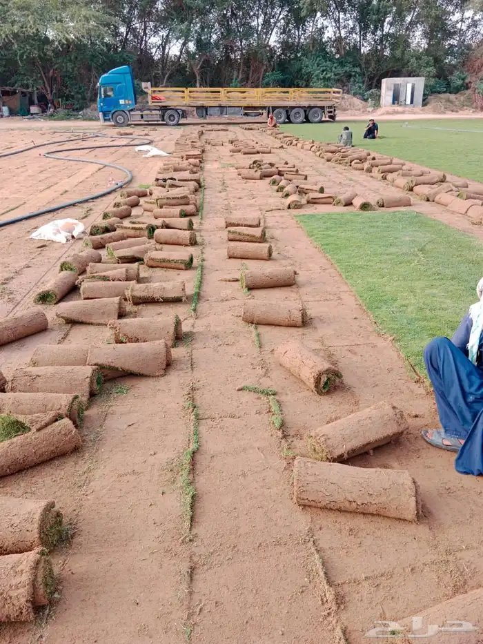 نجيله عشب طبيعي و زراعة وحدائق 52