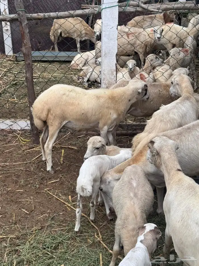 كبش 3