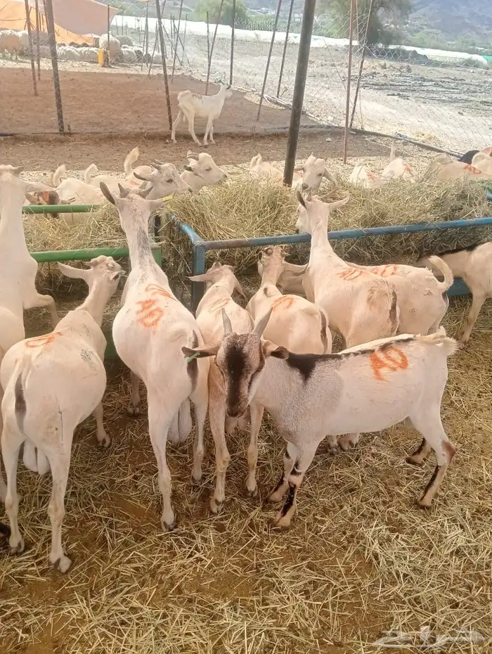 ذبايح للجمله من 480 ريال 3