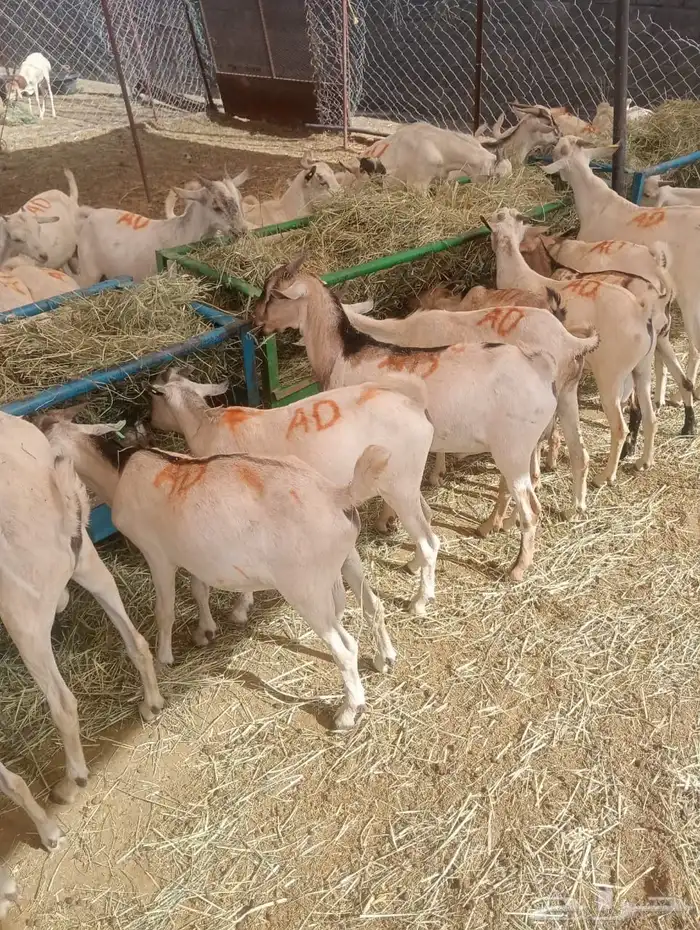 ذبايح للجمله من 480 ريال 2