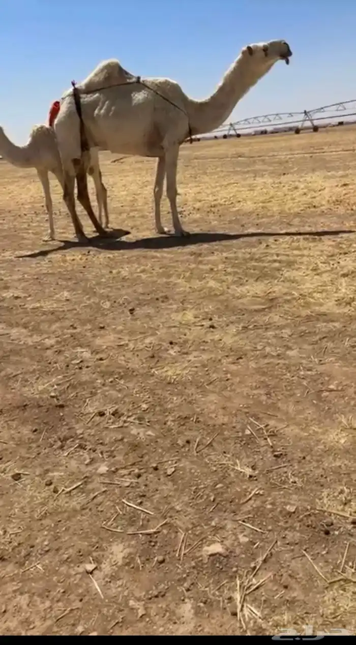 للبيع عشرا كفو تحتها بكره 0