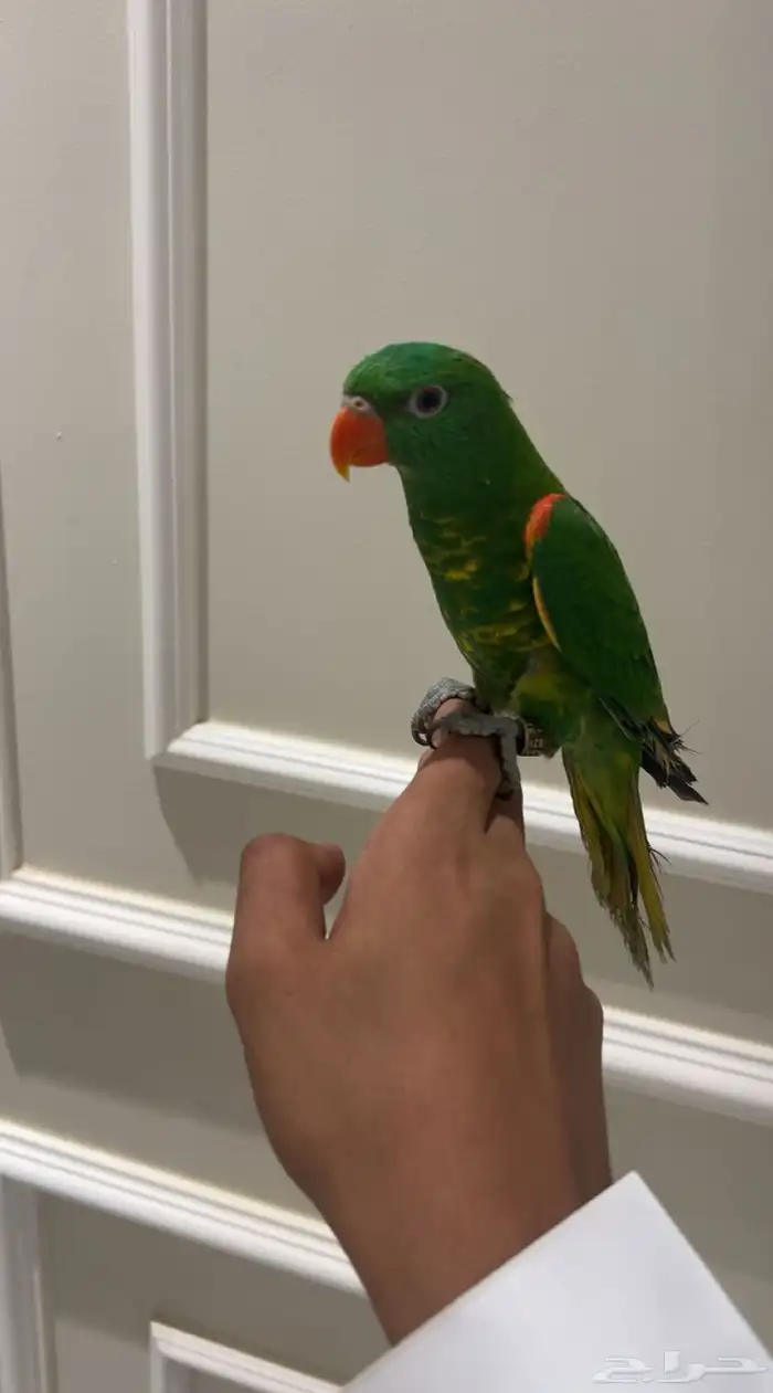 لوري سكالي تم البيع 0