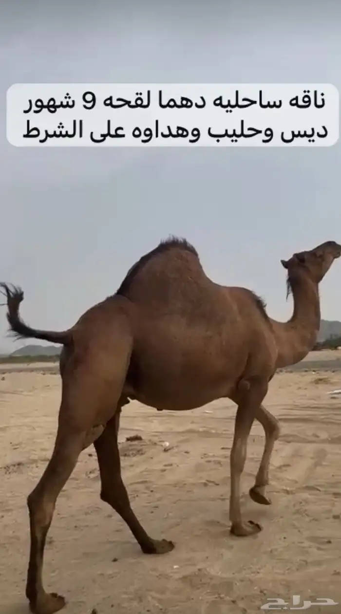 بكره ولقحات وضرايب 2