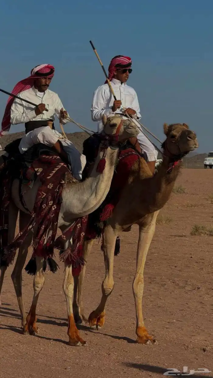 يوجد طبع بدو شداد شرط 0