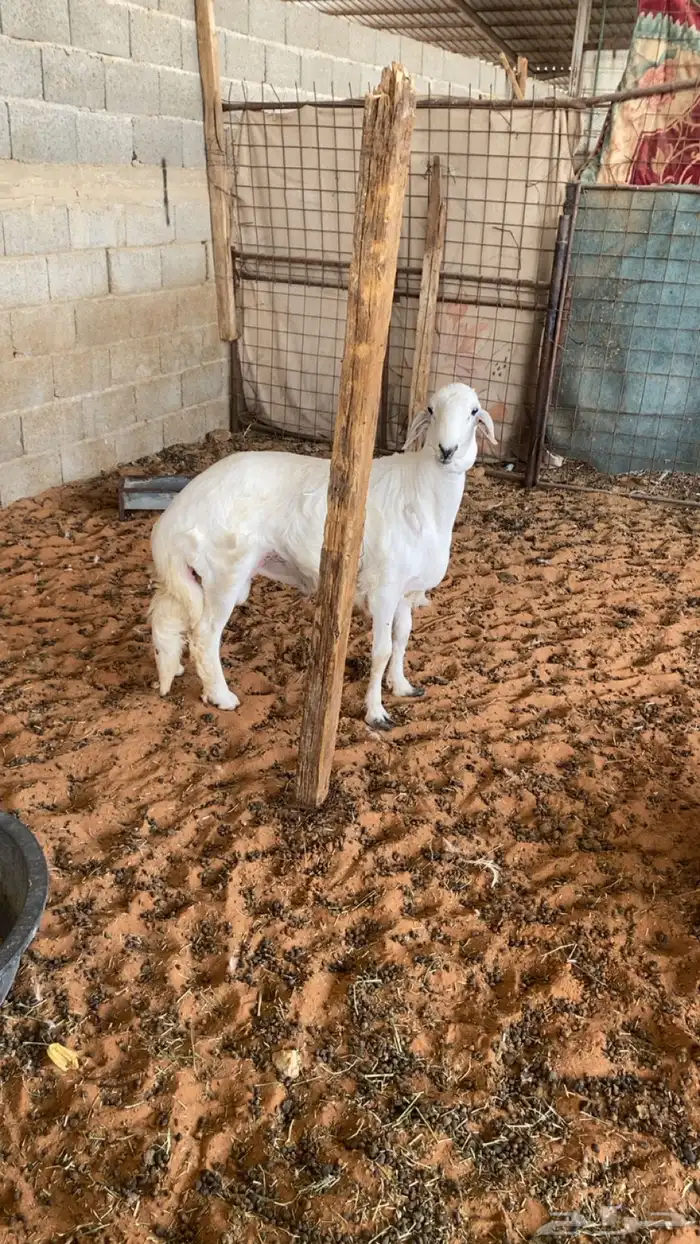 طلي طيب جبر عمره فوق ست شهور طيب ضهر وطرف 2