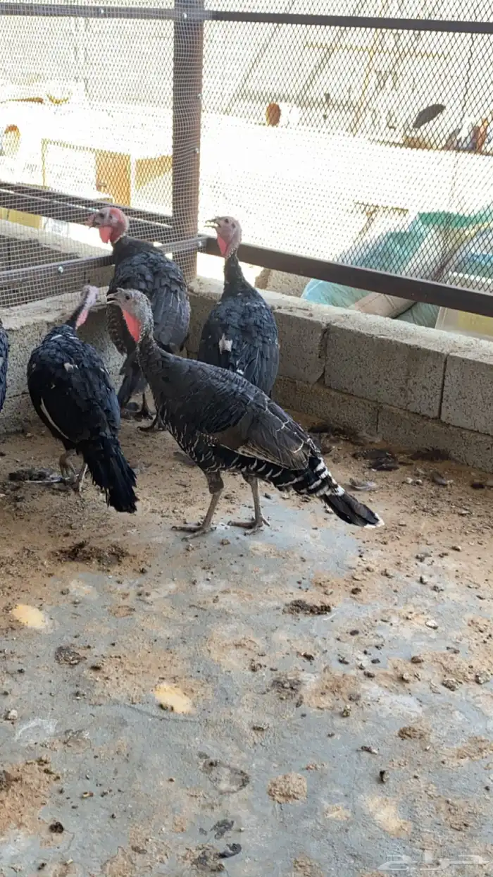 دجاج رومي طقمين 2