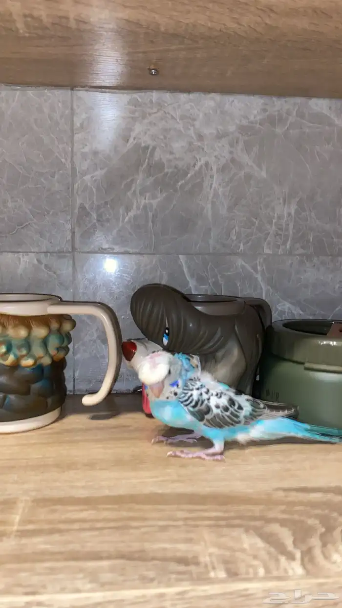 بادجيات هولنديه وهوقو اليفه وهدد 5