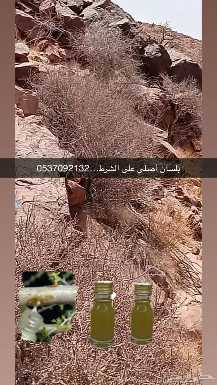 بلسان او بشام اصلي على الشرط 0