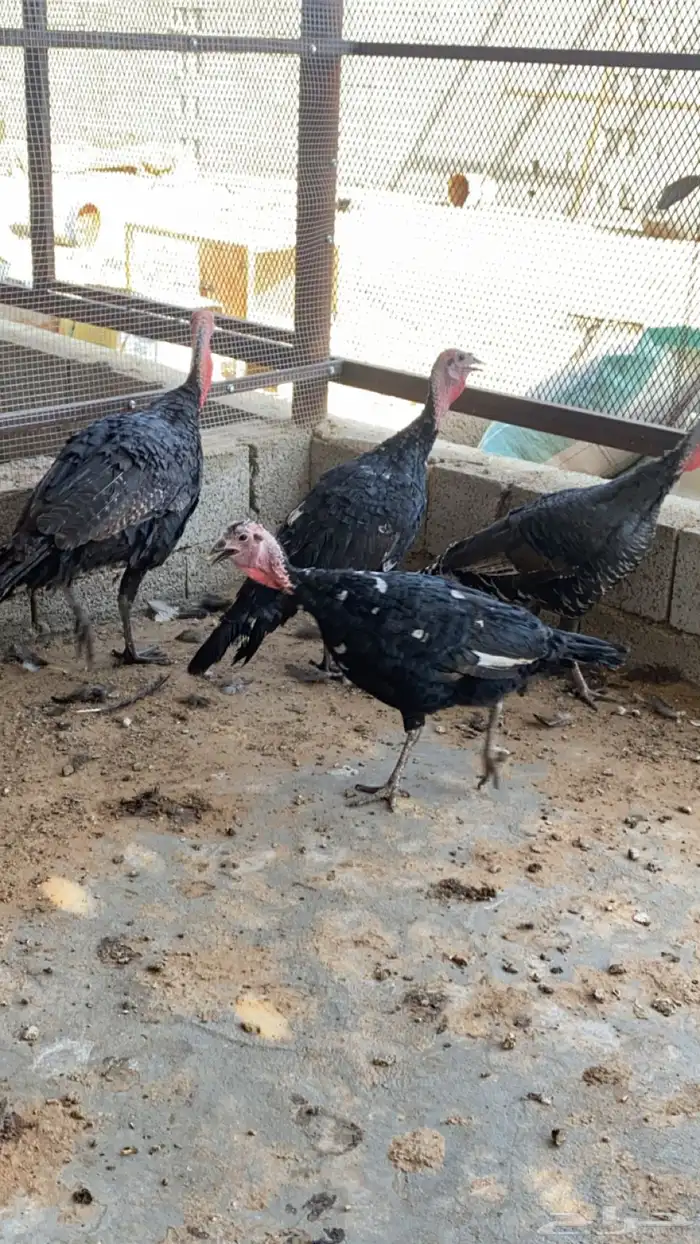دجاج رومي طقمين 1