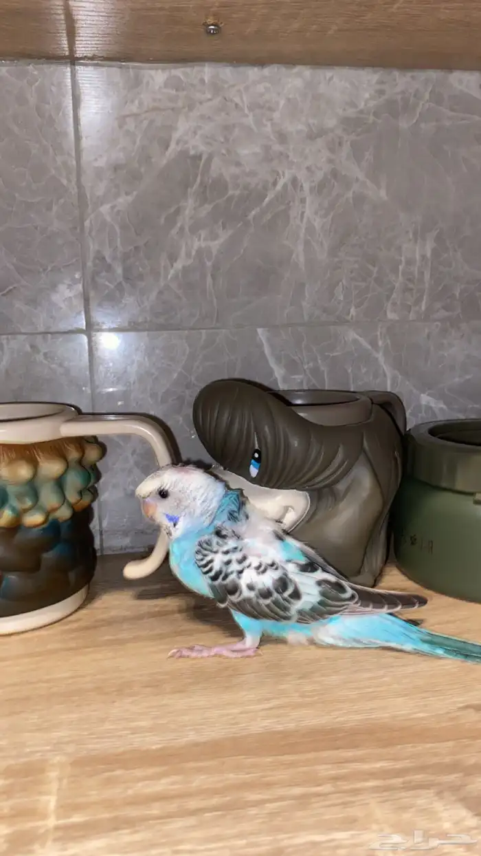 بادجيات هولنديه وهوقو اليفه وهدد 4