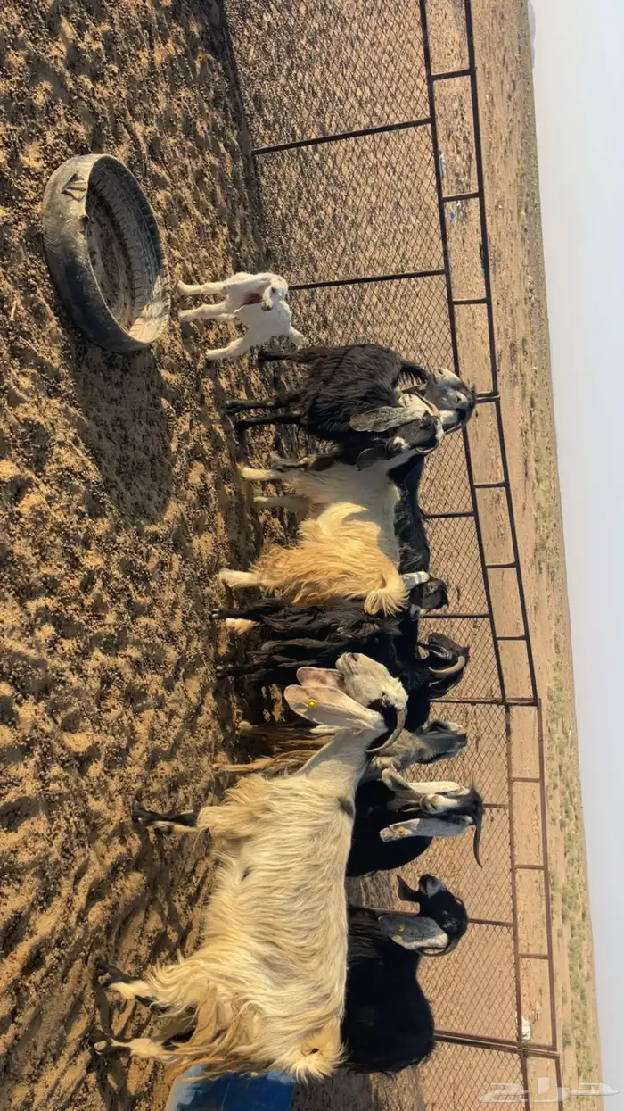 معزا عورض 1