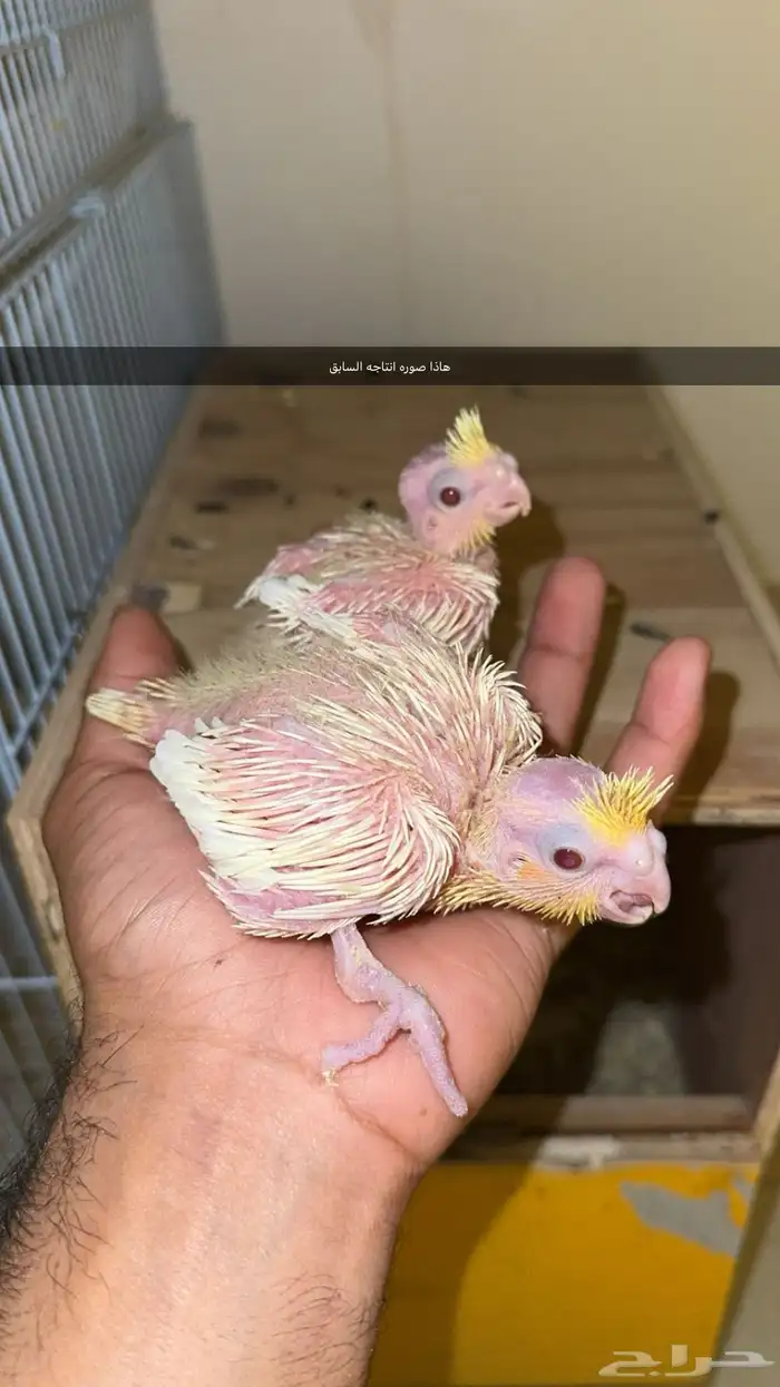 تم البيع 1