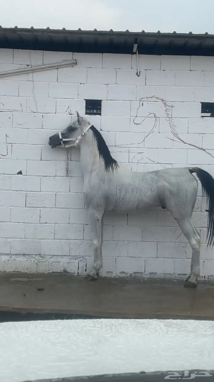 حصان شعبي حار جدا 1