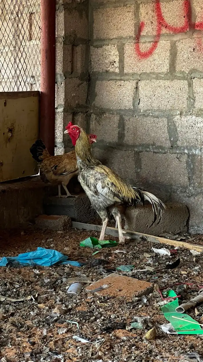 ديك باكستاني للبيع 0