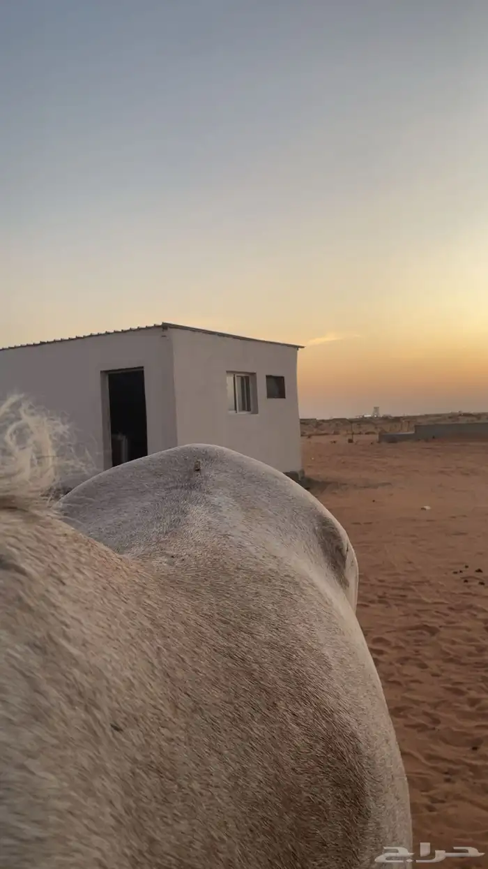 حصان عربي اصيل للبيع 4