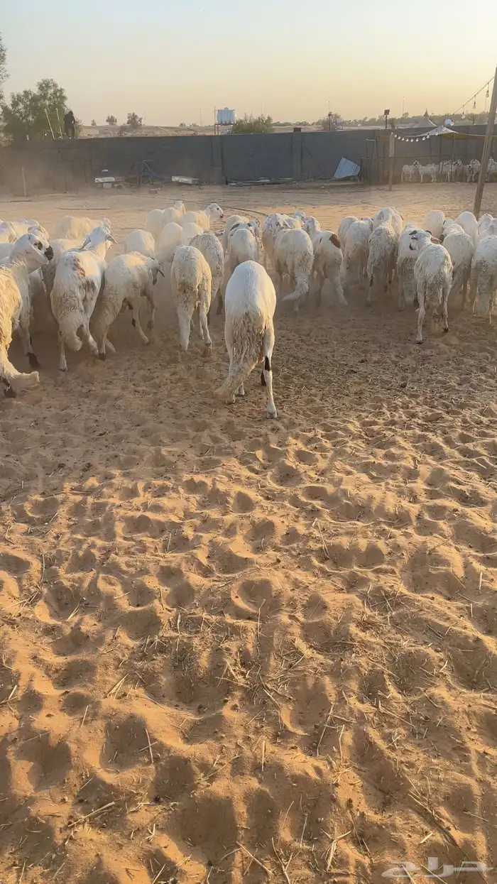 بهم سواكن 1