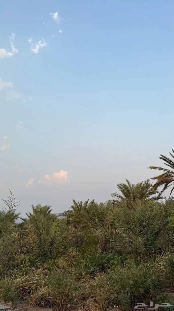 نخل للبيع 2