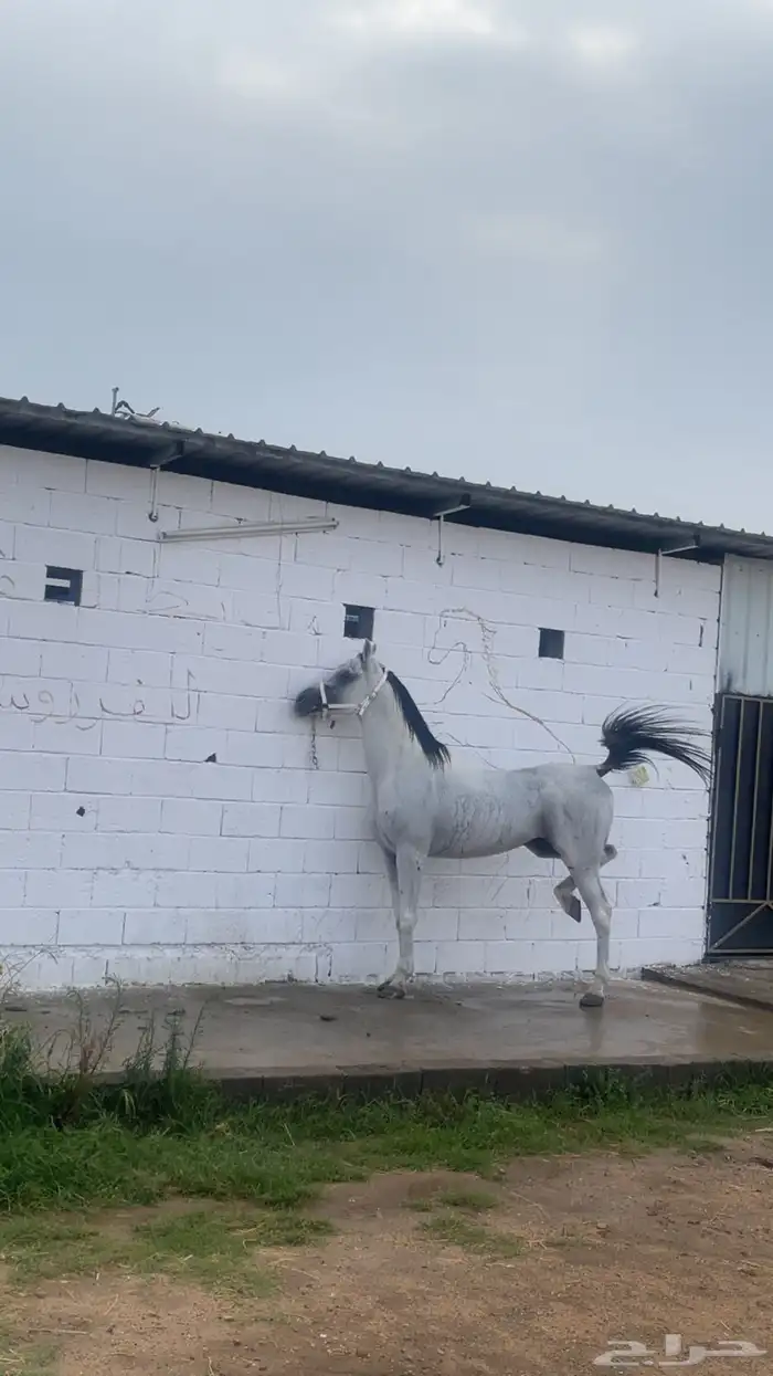 حصان شعبي حار جدا 2