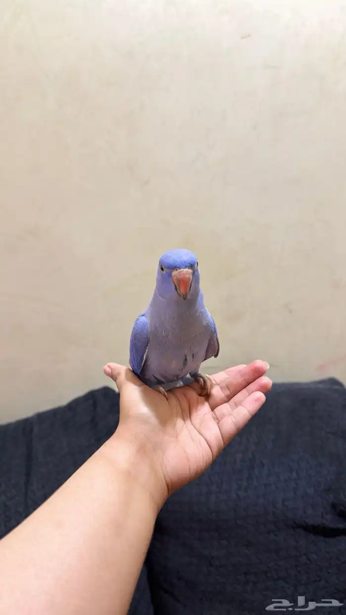 ببغاء درة 2
