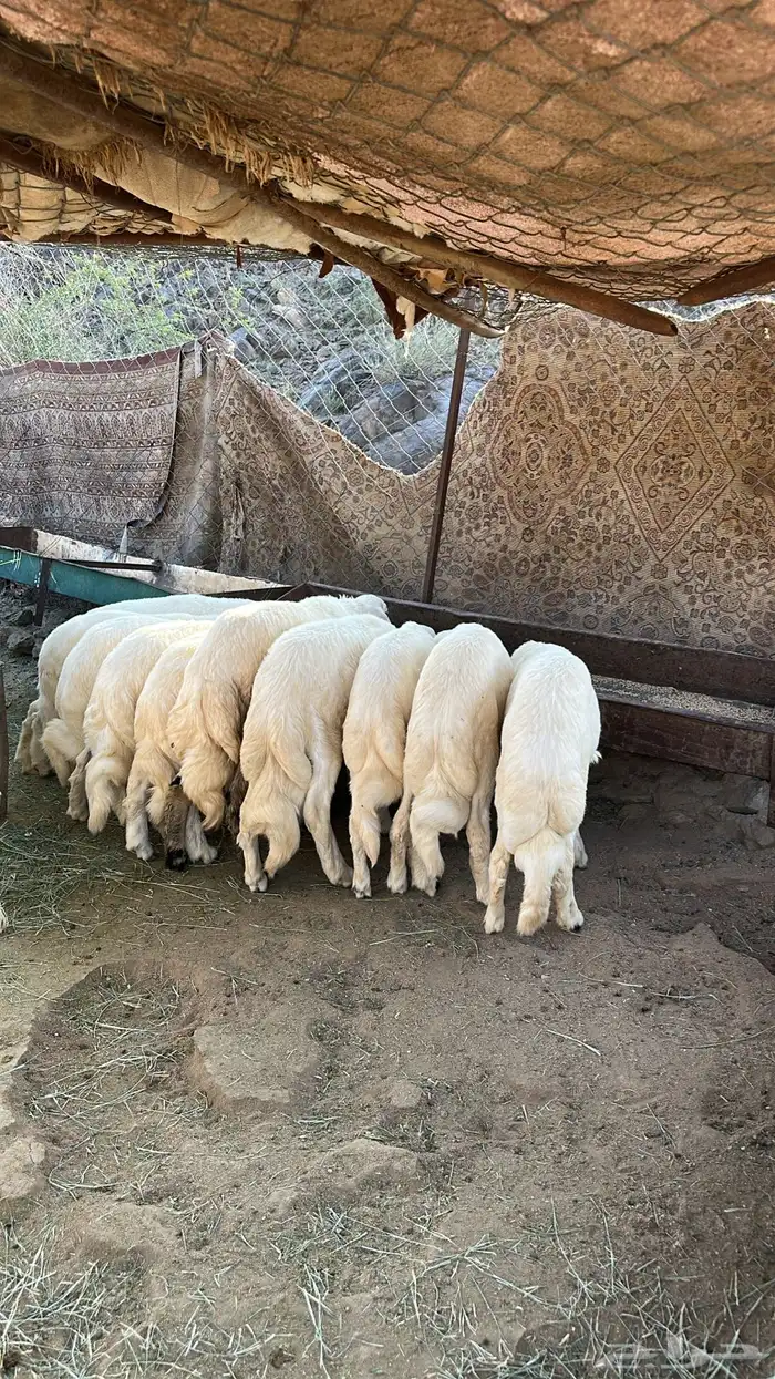 11 خروف أعمارها من 3 شهور ( تم البيع ) 0