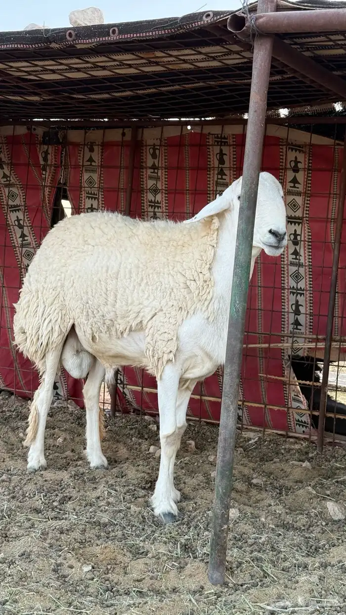 خروف حري صنف(تم البيع) 2