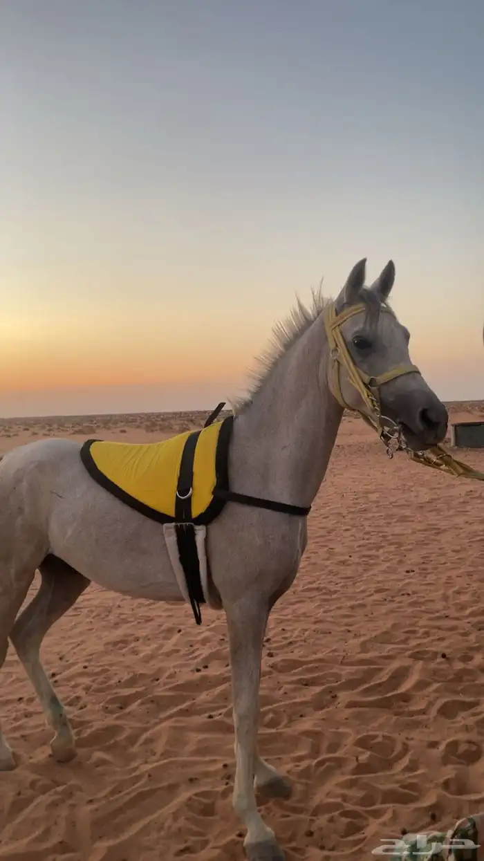 حصان عربي اصيل للبيع 1