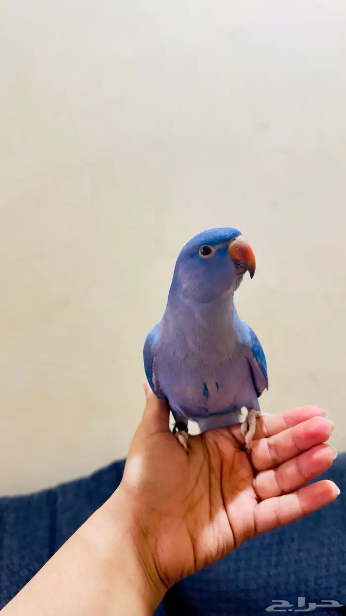 ببغاء درة 0