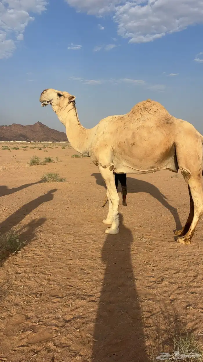 اللبيع عقابي طيب وانتاجه طيب وكفو 4