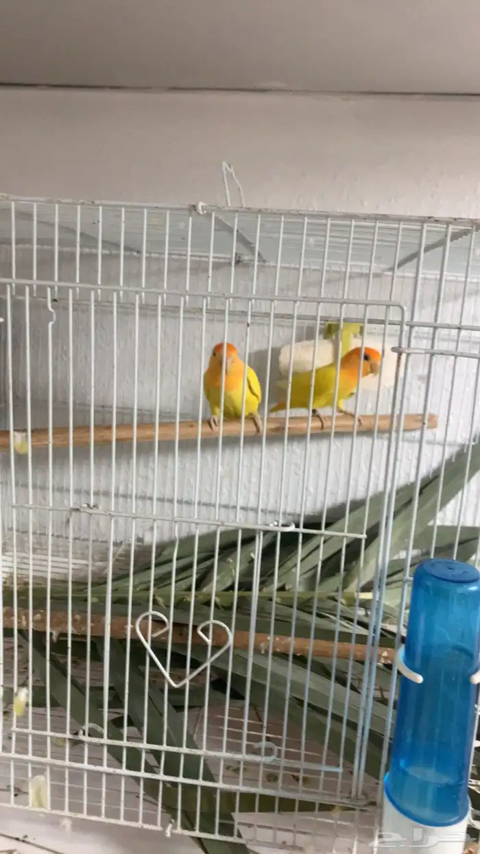 جوز روز لاتينو تحته بيض 0