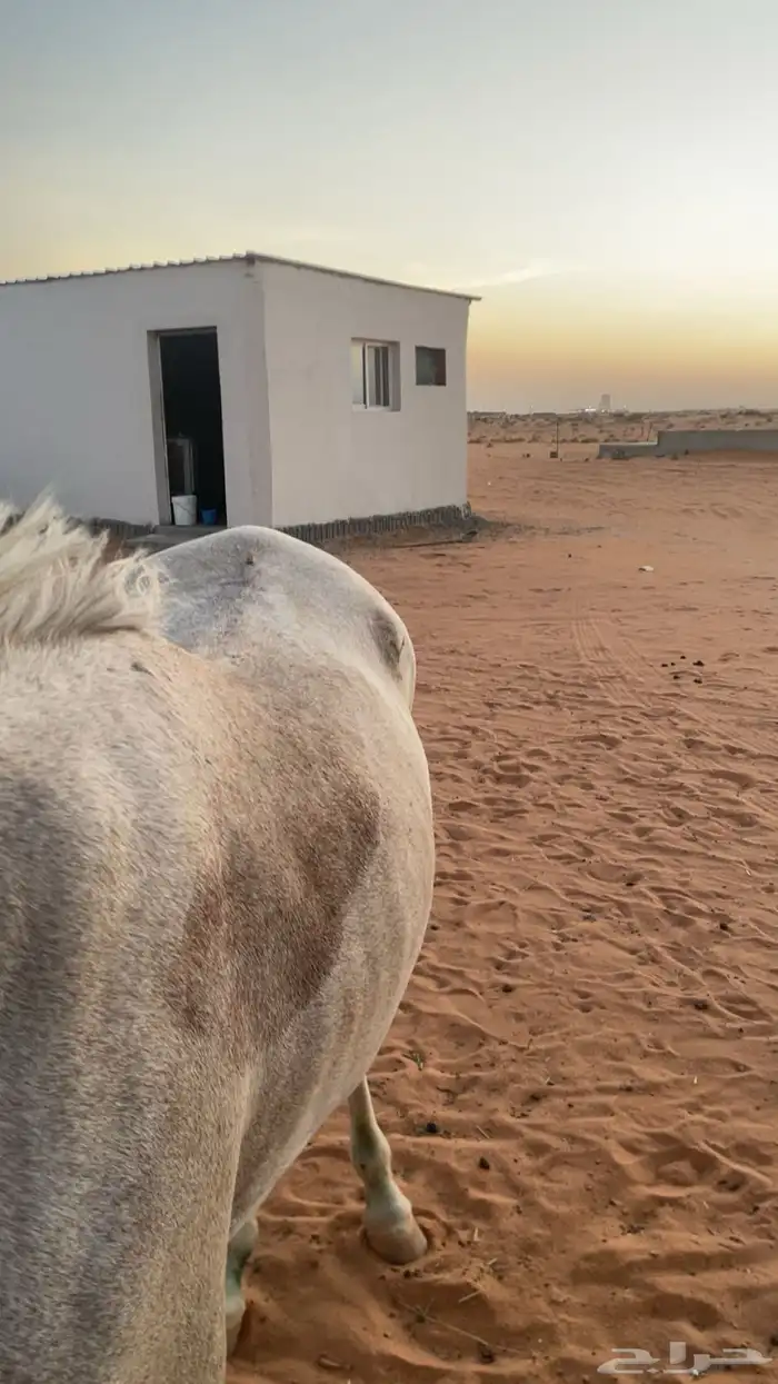 حصان عربي اصيل للبيع 3