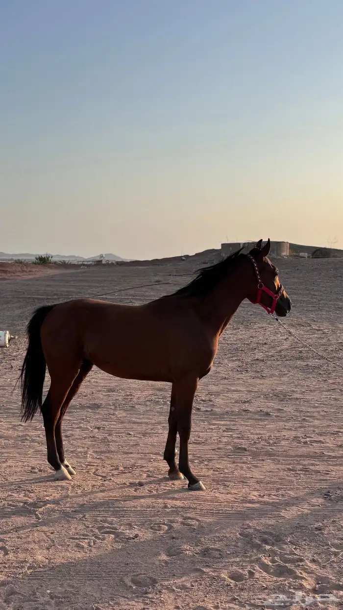 مهر للبيع العمر سنه 8شهور 2