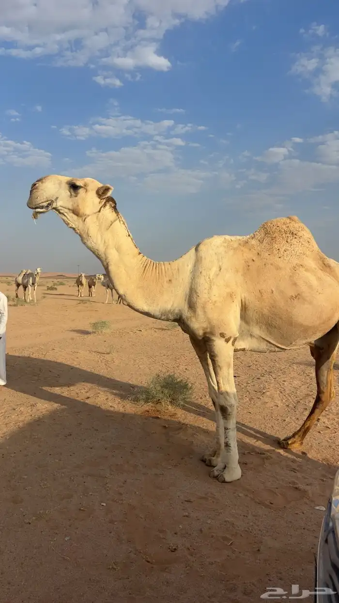 اللبيع عقابي طيب وانتاجه طيب وكفو 5
