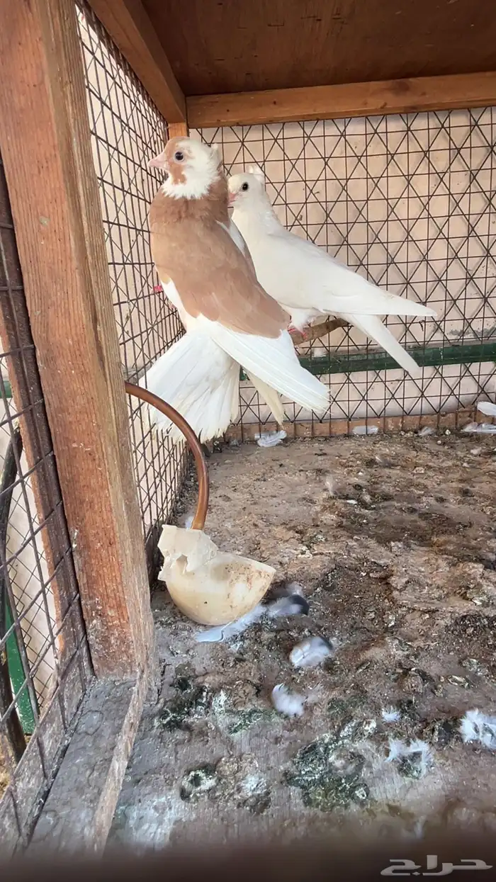 قلابي غامدي 0