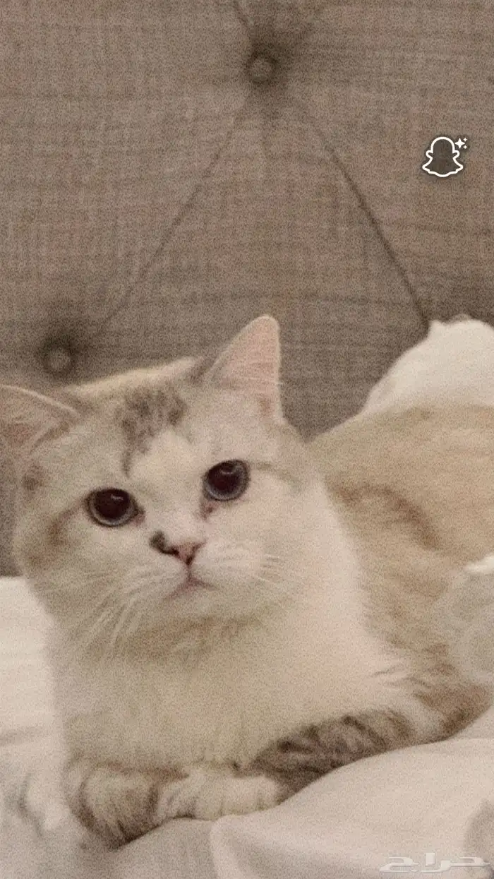 قط للتبني ذكر 1